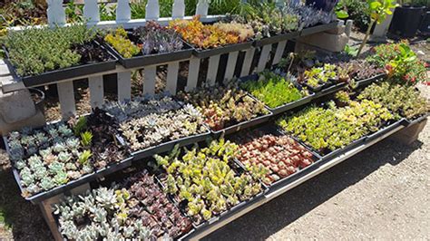 plant-materials – Elegant Gardens Nursery Moorpark, CA.