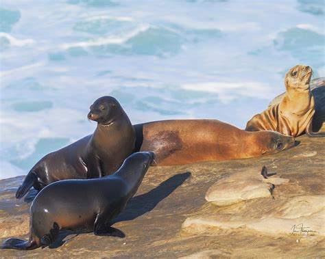 Sea Lion Pups Photograph by Jim Thompson - Fine Art America