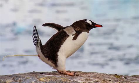 Penguin Poop: Everything You've Ever Wanted to Know - A-Z Animals