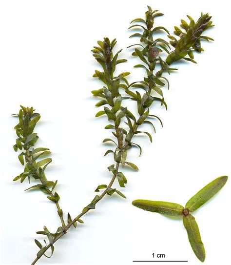 Brazilian Elodea - Alberta Invasive Species Council