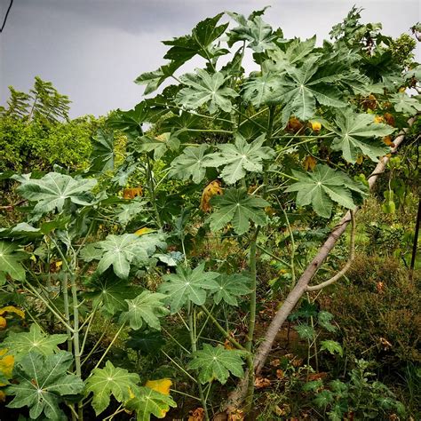 Eranda (Castor oil plant) Intro-Names-Benefits-Usages-Gallery — Herbal ...