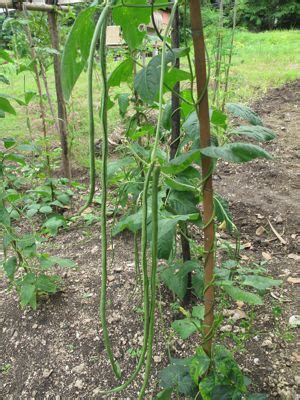 Market Manila - The Freshest Sitaw (Long Beans) Ever… - General