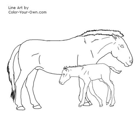 Przewalski Horse Coloring Page