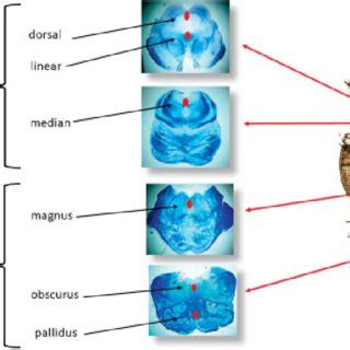 Schematic representation of the localization of the raphe nuclei in the ...