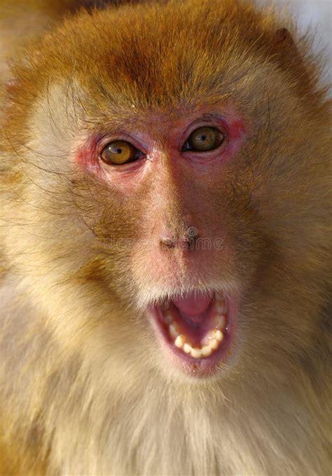 211 Facial Expression Monkeys Photos - Free & Royalty-Free Stock Photos ...