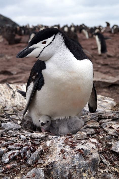 Penguin niche-partitioning resilient to climate change | Animal Ecology ...