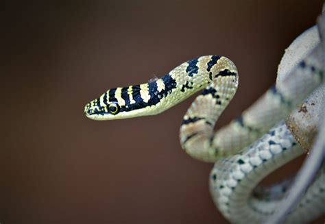 17 Enigmatic Facts About Sri Lankan Flying Snake - Facts.net