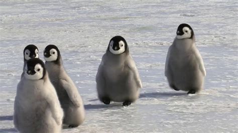 Penguin Cute