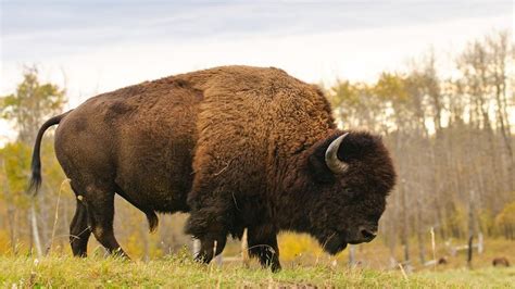 Wyoming state symbol: Animal - American bison | Power animal, American bison, Bison