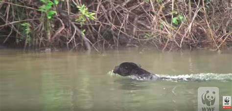 Cameras Capture the Rare Sight of a Black Jaguar Swimming Across the Amazon River