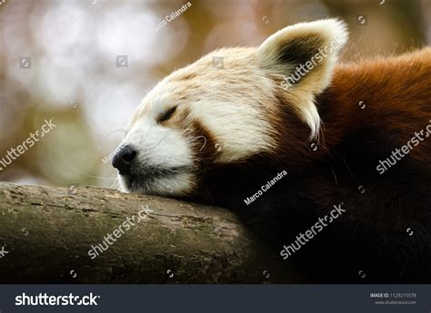 Portrait Sleeping Red Panda Stock Photo 1129215578 | Shutterstock