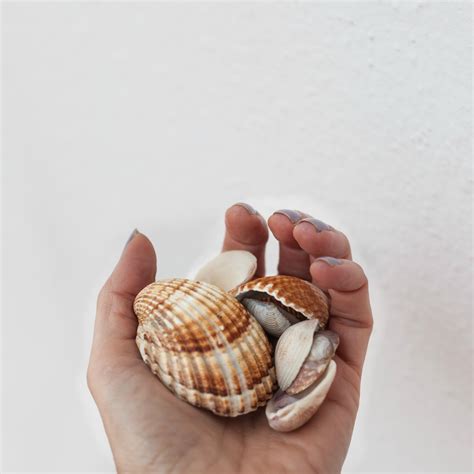 DecoPix by Tiina: Inspiring Sea Shells