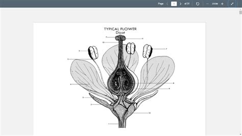 Flowers & Fruits Diagram | Quizlet