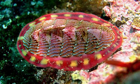 Musings of a Biologist and Dog Lover: Interesting Animals: Chitons