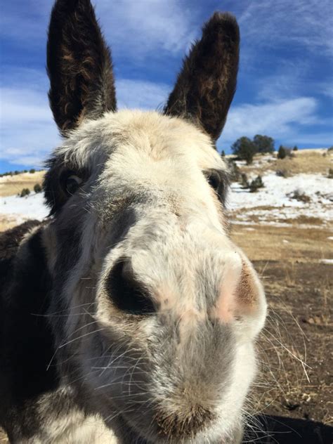 The free-roaming donkeys of #CrippleCreek #Colorado | Cripple creek ...