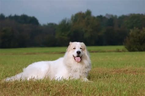 Great Pyrenees German Shepherd Mix: Origin, Traits & Diet Info