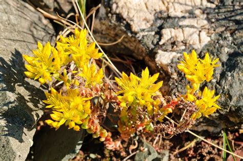 Wildflowers in Alpine Tundra Stock Photo - Image of pretty, flora: 25354622