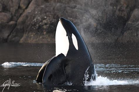 Some love for the blackfish | Orca whales, Whale, Ocean animals