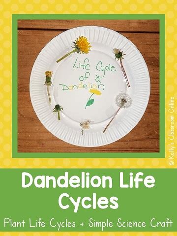 Kelly's Classroom Online: Learning About Dandelion Life Cycles