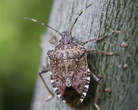 Winter’s freeze stopped ash borers and stink bugs cold, but they’re primed for a comeback - The ...