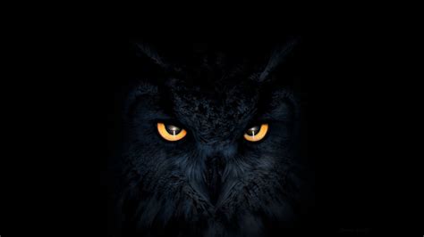 Black Owl 4k Wallpapers - Wallpaper Cave