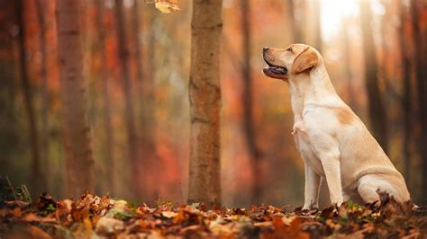 Wallpaper Autumn, forest, leaf, dog 1920x1200 HD Picture, Image