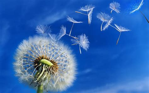 Dandelion flower falling wallpapers