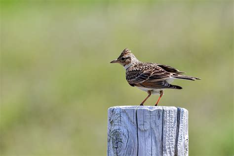 Bird Lark Beak - Free photo on Pixabay - Pixabay