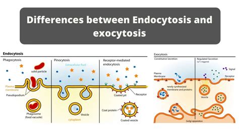 Endocytosis and Exocytosis - Differences , Similarities ,Roles, Steps , Types - CBSE Class Notes ...