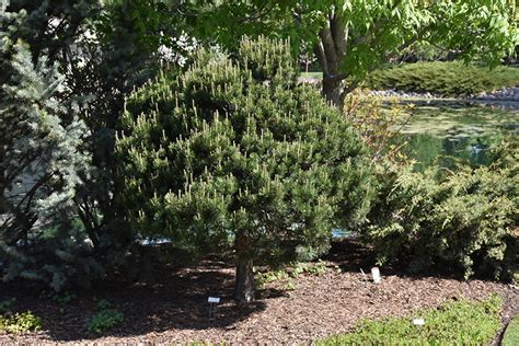 Dwarf Scotch Pine (Pinus sylvestris 'Pumila') in Richmond Fairfax Loudoun Prince William ...