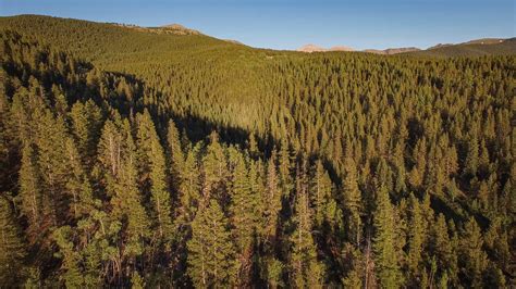 Drone footage of forest in Colorado - MitchTobin.com