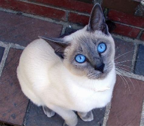 All About Siamese Cats | Siamese cats, Siamese kittens, Blue point siamese