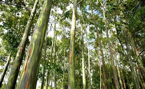 Eucalyptus grandis buy | flooded gum | seedling | tree