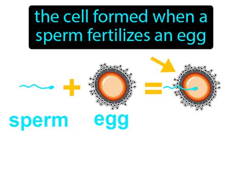 Zygote Definition & Image | GameSmartz