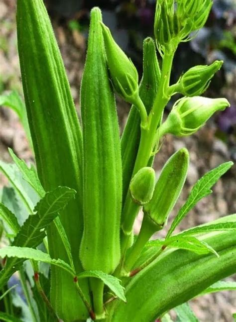 Lady Fingers Plant Care & Growing Basics: Water, Light, Soil ...