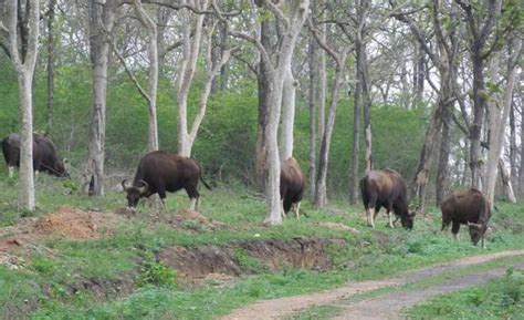 Bandipur National Park and Tiger Reserve, Karnataka