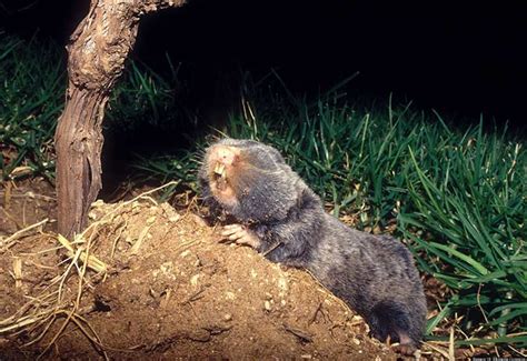 Blind Mole Rat May Shed New Light On Evolution Process | HuffPost