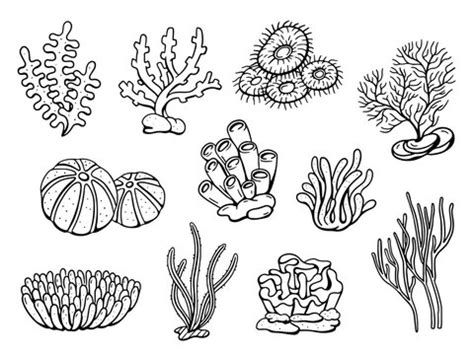 50,266 BEST Coral Drawing IMAGES, STOCK PHOTOS & VECTORS | Adobe Stock