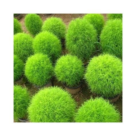 Buy Kochia Plant hybrid Seed Online at lowest price