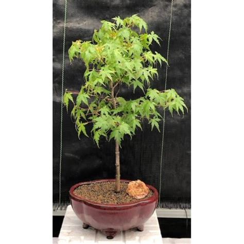 Acer Palmatum Dwarf Dwarf Japanese Green Maple Bonsai Tree - Walmart.com