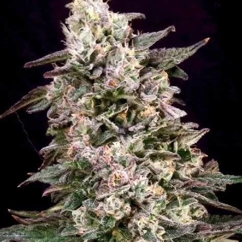 Super Glue Feminized Seeds - The Seed Connect