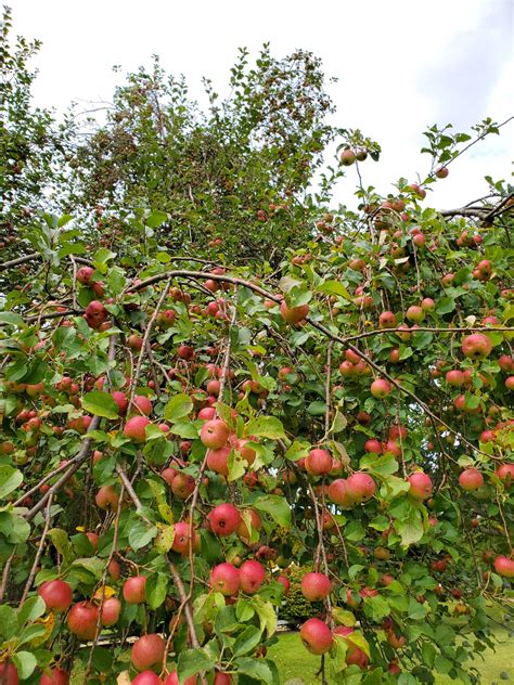 AppleCrab Trees are For Deer - Blue Hill Wildlife Nursery