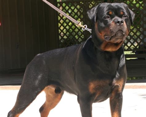 77+ Purebred Rottweiler With Tail - l2sanpiero