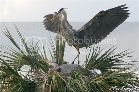 Great Blue Heron Nesting Behavior — Digital Grin Photography Forum