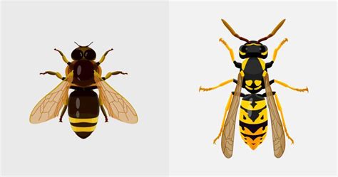 Wasp vs Hoverfly: What's the Difference? | Pest Defence