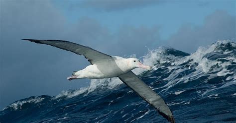 Wandering albatross – Australian Antarctic Program