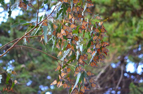 Pismo Beach Monarch Butterfly Grove - Horsing Around In LAHorsing ...