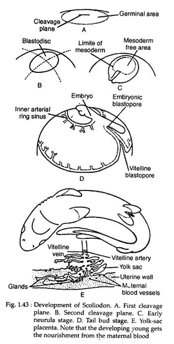 Development of Scoliodon (With Diagram) | Zoology