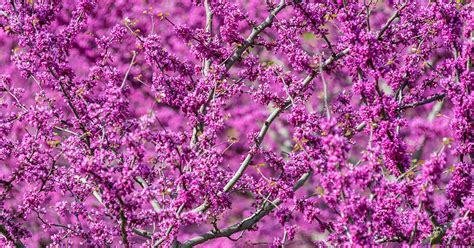 How to transplant a Redbud tree? Quick Guide. - My Heart Lives Here