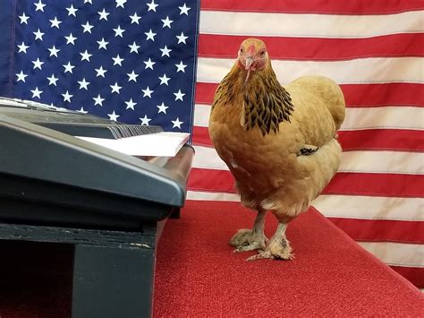 Remember the Piano Playing Chicken on America’s Got Talent? | by Susie Kearley 🐹 Guinea pig ...